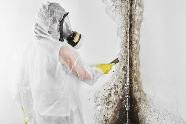 Best Office Mold Removal Services  in Monte Alto, TX