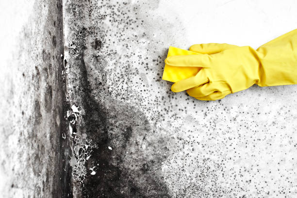 Best Affordable Mold Removal  in Monte Alto, TX