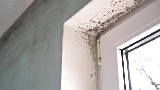 Best Home Mold Removal  in Monte Alto, TX