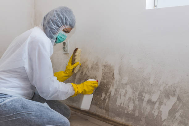 Best Emergency Mold Removal  in Monte Alto, TX