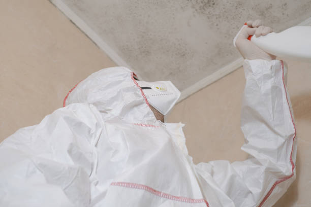 Best Black Mold Removal  in Monte Alto, TX