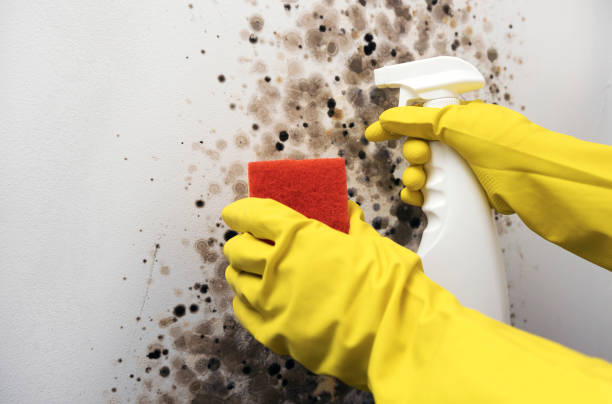 Professional Mold Removal in Monte Alto, TX