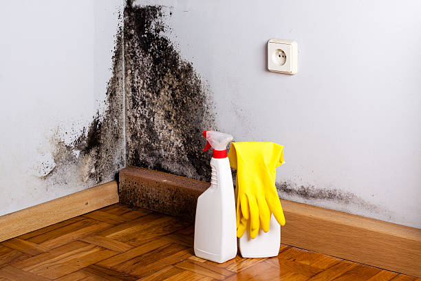 Best Same-Day Mold Removal  in Monte Alto, TX