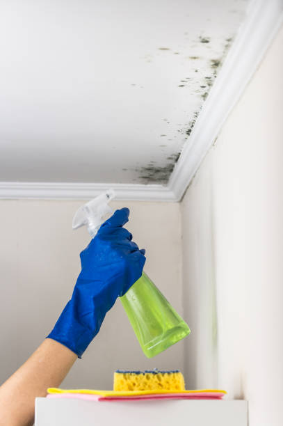 Best Attic Mold Removal  in Monte Alto, TX